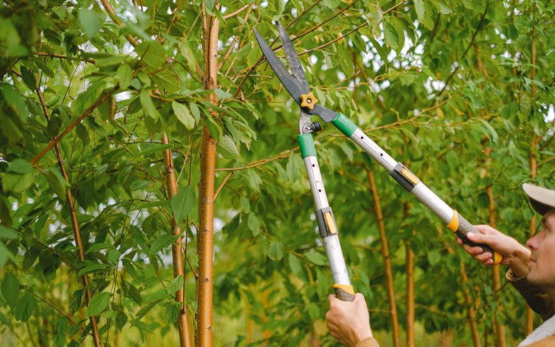 Tree trimming in Bellflower, MO